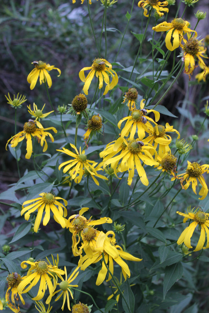 YELLOW CONE FLOWER - Rudbeckia laciniata - The Echinacea analog that not only stimulates the immune system, but moves out waste even better!