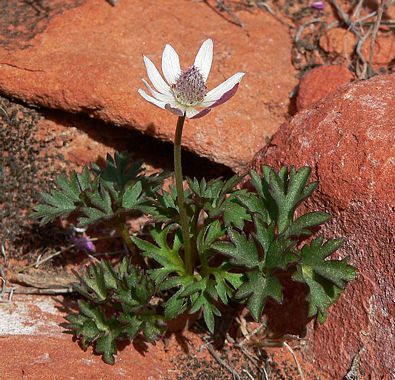 SPRING Of 2024 - Advance Sale Price  * Special Offering - ANEMONE Tuberosa - (Pulsatilla)  16 Ounce Fresh Plant Extract - AVAILABLE After Feb., 2024  - Please Do Not Use Discount Code On This Listing