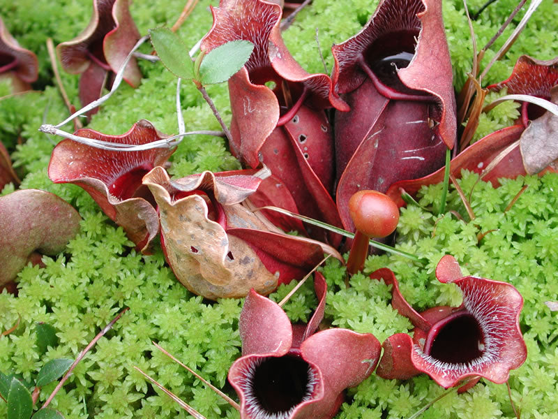 PURPLE PITCHER PLANT - Sarracenia purpurea - Organically Grown - Special Addition For Your Emergency Preparations