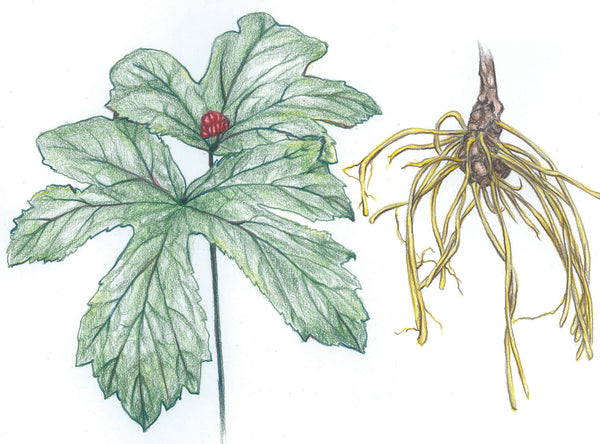 Super Vibrant - Wild Grown GOLDENSEAL ROOT (Fresh Root) Extract (Hydrastis canadensis) 4 ounce size