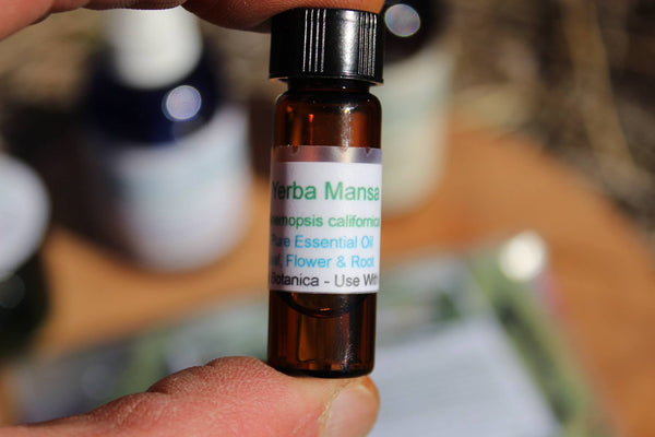 Yerba Mansa Essential Oil - Made From Fresh Root - 1 dram - NEXT BATCH OF OIL Available Mid October!!  Order NOW and Save!