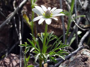 * Special Offering - ANEMONE Tuberosa - (Pulsatilla)  2 Ounce Fresh Plant Extract - AVAILABLE NOW!!