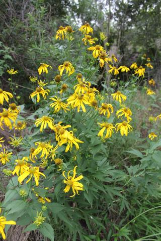 Yellow Cone Flower - Rudbeckia laciniata - 4 Ounce Size -