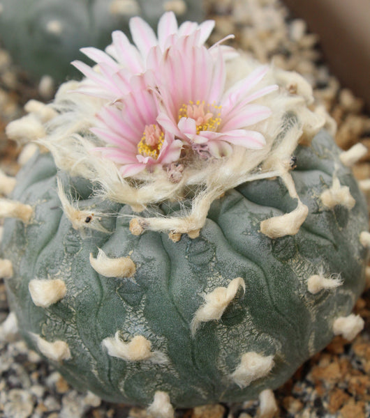 Flower/Plant Essences - Earth Vibrations of (Lophophora williamsii) - For   Fears * Disconnect * Anxiety * Courage * Heart  - 2 Ounce Size of MOTHER ESSENCE