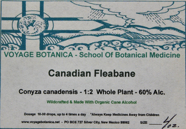 CANADIAN FLEABANE - Conyza canadensis - 2 Ounce - Fresh Plant Extract