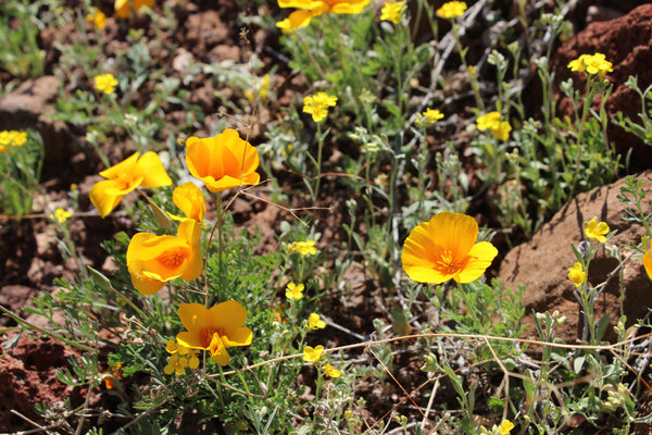 California Poppy - Eschscholtzia californica - Fresh Whole Plant Extract - 4 Ounce -
