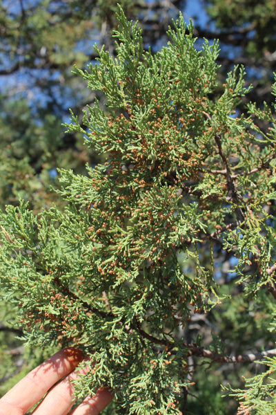 FRESH ALLIGATOR JUNIPER (Incense Juniper) - Juniperus deppeana - 1 pound Fresh Branch Ends
