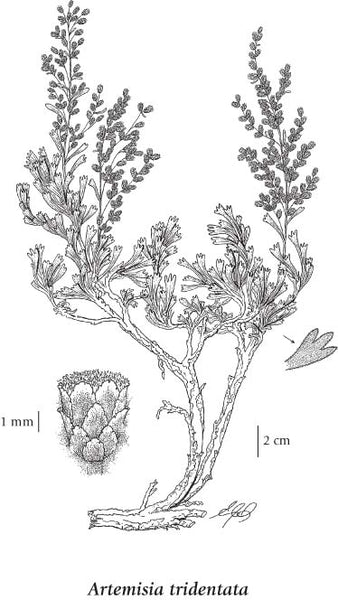 Big Sagebrush or Taos Sagebrush - Artemisia tridentata - 8 Ounces