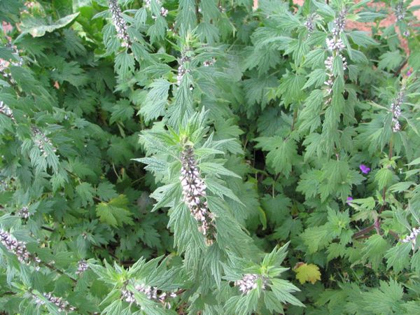 Motherwort - Leonurus cardiaca - Fresh Flower & Leaf Extract - 4 Ounce -
