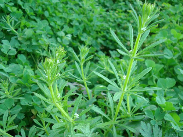 CLEAVERS - Galium aparine  - Fresh Whole Plant Extract - 4 Ounce Size -