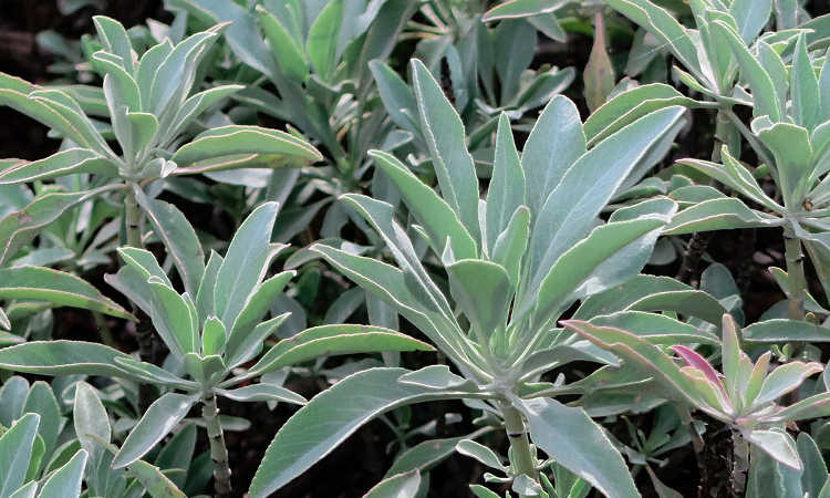 WHITE SAGE - Salvia apiana - Fresh Leaf & Flower Extract - 8 Ounce Size - * Organically Grown -