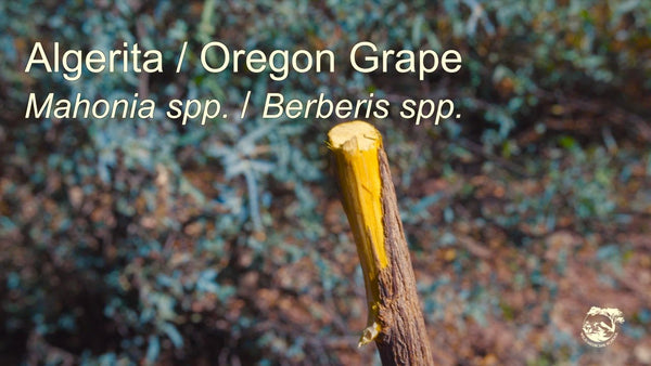 Oregon Grape/Algerita - Mahonia trifoliolata -  Beautiful "Berberine Rich Branches) 1 Pound