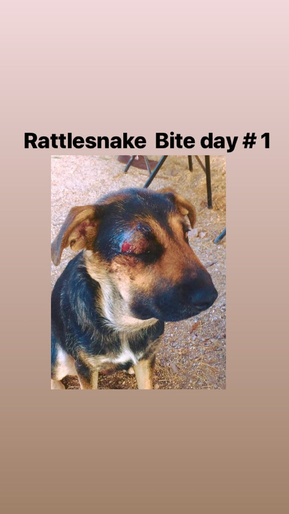SOUP & The Rattlesnake Bite!  Using Some Plant Medicines to treat a Rattlesnake Bite!