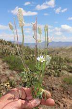 PAYMENT IN FULL w/DISCOUNT!!!) VOYAGE BOTANICA - 7 Month FIELD Program - Over 300 Hours With The Medicine Plants! Limited Spots!