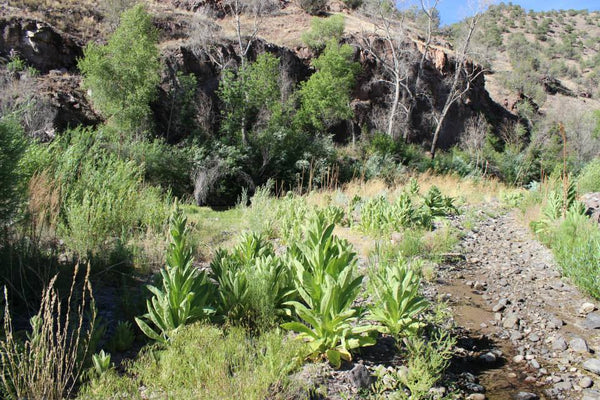 MY FINAL PLANT MEDICINE - Field Teaching Sessions For Summer/Fall 2027 - Only 3 Spots Available - No Discount Codes -