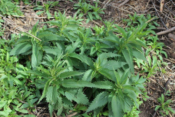 MY FINAL PLANT MEDICINE - Field Teaching Sessions For Summer/Fall 2027 - Only 3 Spots Available - No Discount Codes -
