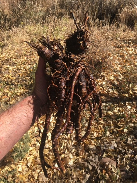 LAST Fresh Osha Root Offering - 1 Pound of Fresh Roots - Delivered after October 1st/2023 - New & Last Window of Purchase Since The Spring Harvest was Delayed!