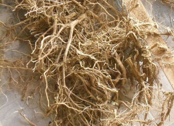 FRESH  MULLEIN ROOT - Verbascum thapsus - 1st Year Roots - 1 Pound