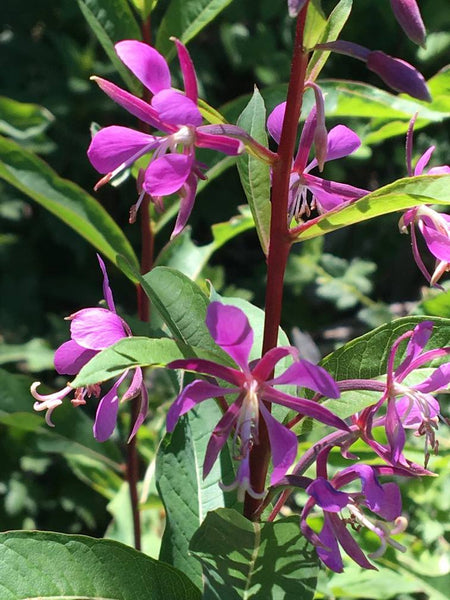 (OPTION #2) Private Mentorship - 2 people for 1 year of Plant Medicine (2 spots available) .. I want to pass on as much knowledge as possible for the right people ..