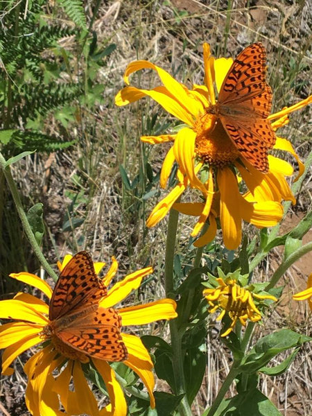 (OPTION #2) Private Mentorship - 2 people for 1 year of Plant Medicine (2 spots available) .. I want to pass on as much knowledge as possible for the right people ..