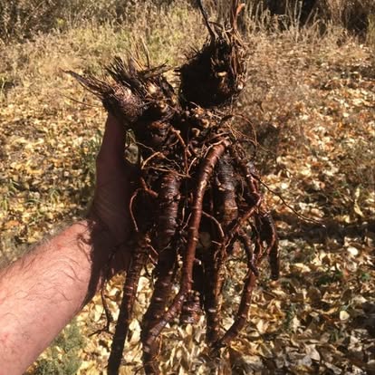 PAYMENT IN FULL w/DISCOUNT!!!) VOYAGE BOTANICA - 7 Month FIELD Program - Over 300 Hours With The Medicine Plants! Limited Spots!