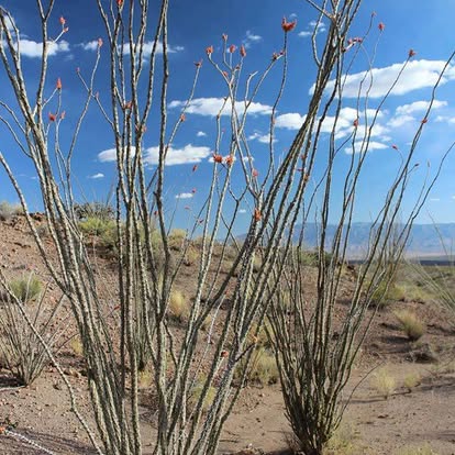 PAYMENT IN FULL w/DISCOUNT!!!) VOYAGE BOTANICA - 7 Month FIELD Program - Over 300 Hours With The Medicine Plants! Limited Spots!