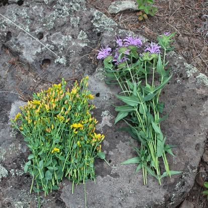 PAYMENT IN FULL w/DISCOUNT!!!) VOYAGE BOTANICA - 7 Month FIELD Program - Over 300 Hours With The Medicine Plants! Limited Spots!
