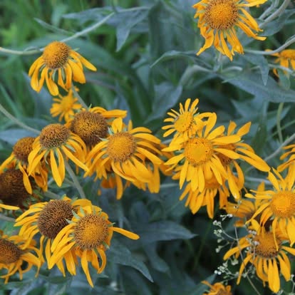 PAYMENT IN FULL w/DISCOUNT!!!) VOYAGE BOTANICA - 7 Month FIELD Program - Over 300 Hours With The Medicine Plants! Limited Spots!