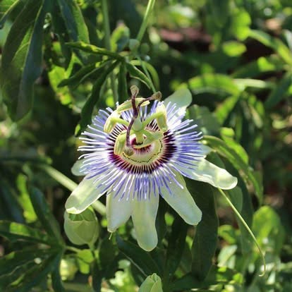PAYMENT IN FULL w/DISCOUNT!!!) VOYAGE BOTANICA - 7 Month FIELD Program - Over 300 Hours With The Medicine Plants! Limited Spots!
