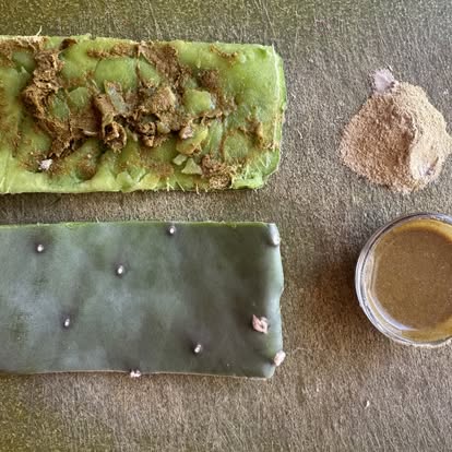 PAYMENT IN FULL w/DISCOUNT!!!) VOYAGE BOTANICA - 7 Month FIELD Program - Over 300 Hours With The Medicine Plants! Limited Spots!