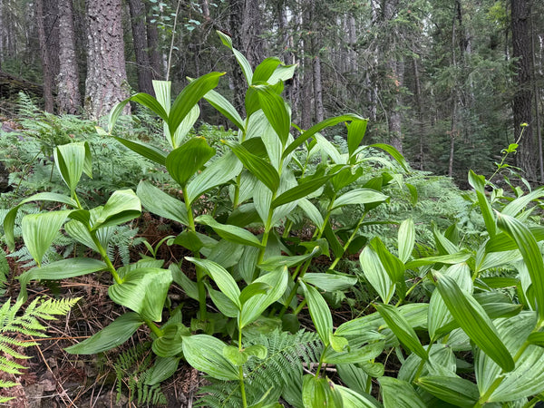 PAYMENT IN FULL w/DISCOUNT!!!) VOYAGE BOTANICA - 7 Month FIELD Program - Over 300 Hours With The Medicine Plants! Limited Spots!