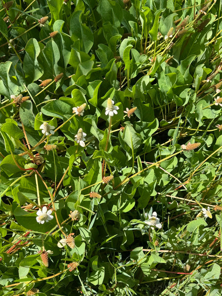 MY FINAL PLANT MEDICINE - Field Teaching Sessions For Summer/Fall 2027 - Only 3 Spots Available - No Discount Codes -