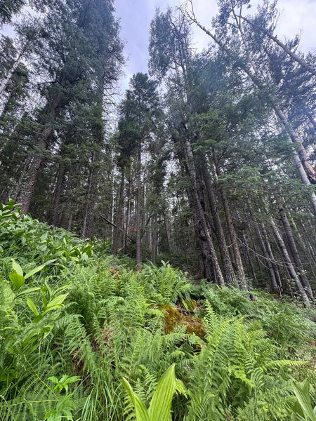 PAYMENT IN FULL w/DISCOUNT!!!) VOYAGE BOTANICA - 7 Month FIELD Program - Over 300 Hours With The Medicine Plants! Limited Spots!