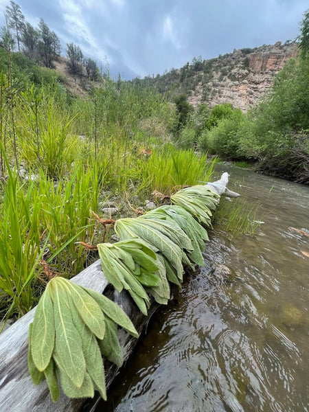MY FINAL PLANT MEDICINE - Field Teaching Sessions For Summer/Fall 2027 - Only 3 Spots Available - No Discount Codes -