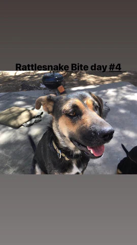 PROTOCOLS for Rattle Snake Bites, Spiders,Scorpions,Tick (Lyme) & Other Venomous Critters -  Based On Real Life Experience - VERY IMPORTANT CLASS - When Higher Medical Care Is Not Happening Or You Want To Be More Self Sufficient In General