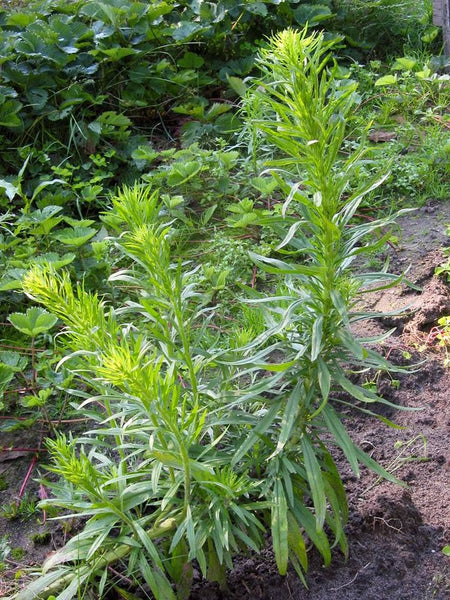 MY FINAL PLANT MEDICINE - Field Teaching Sessions For Summer/Fall 2027 - Only 3 Spots Available - No Discount Codes -