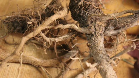 FRESH  MULLEIN ROOT - Verbascum thapsus - 1st Year Roots - 1 Pound