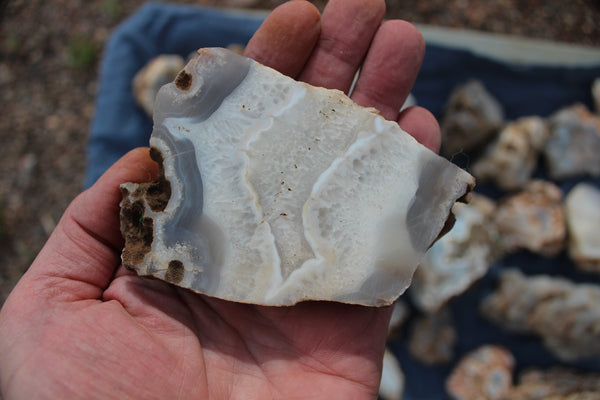 SPECIAL FUND RAISER - BEAUTIFUL - MINERAL - LUNA AGATE - Catron County, New Mexico - 16 Pounds of Lovely Specimens - GREAT For Cutting, Rock Shops, Beautiful in Aquariums, Terrariums and GARDENS