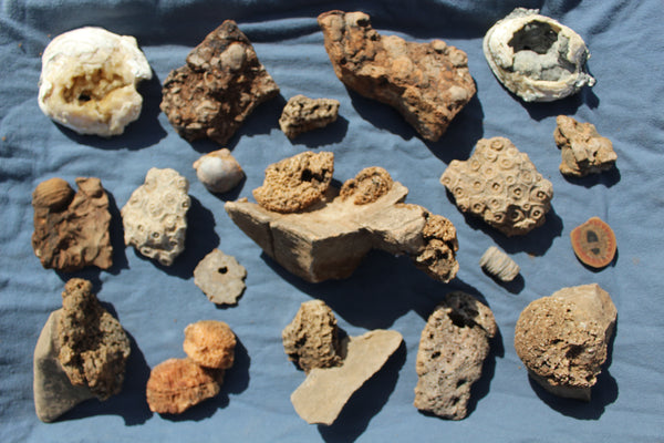 FUND RAISER - Beautiful Collection Of Fossils - Some Over 400 Million Years Old - Spectacular Display Pieces!