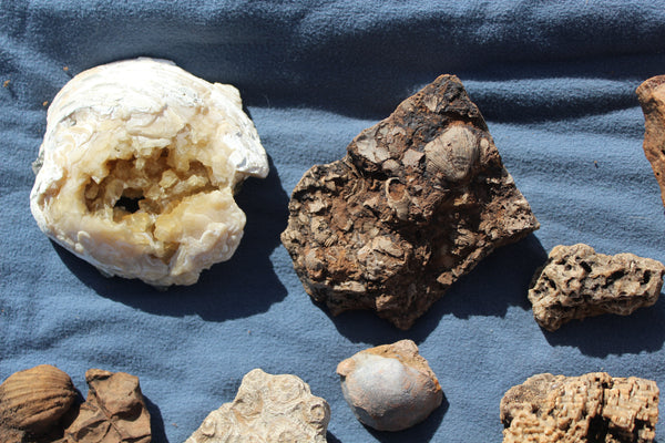 FUND RAISER - Beautiful Collection Of Fossils - Some Over 400 Million Years Old - Spectacular Display Pieces!