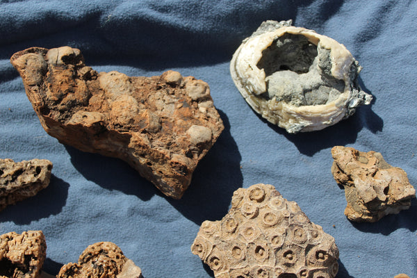 FUND RAISER - Beautiful Collection Of Fossils - Some Over 400 Million Years Old - Spectacular Display Pieces!