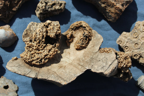 FUND RAISER - Beautiful Collection Of Fossils - Some Over 400 Million Years Old - Spectacular Display Pieces!