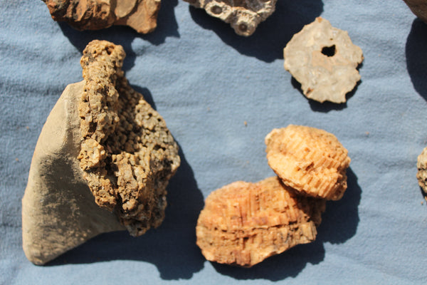 FUND RAISER - Beautiful Collection Of Fossils - Some Over 400 Million Years Old - Spectacular Display Pieces!