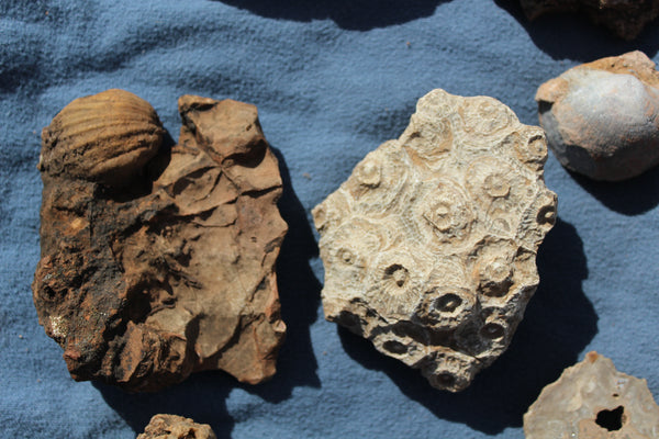 FUND RAISER - Beautiful Collection Of Fossils - Some Over 400 Million Years Old - Spectacular Display Pieces!