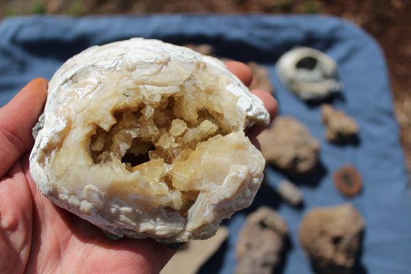 FUND RAISER - Beautiful Collection Of Fossils - Some Over 400 Million Years Old - Spectacular Display Pieces!