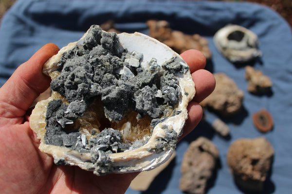 FUND RAISER - Beautiful Collection Of Fossils - Some Over 400 Million Years Old - Spectacular Display Pieces!