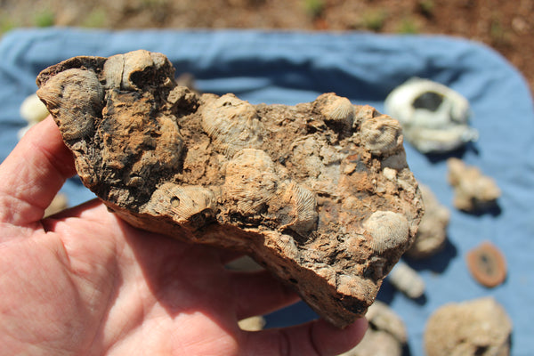 FUND RAISER - Beautiful Collection Of Fossils - Some Over 400 Million Years Old - Spectacular Display Pieces!