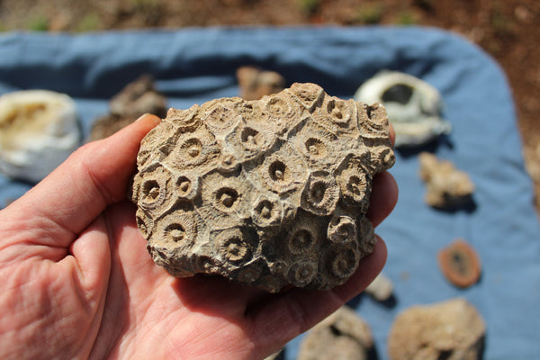FUND RAISER - Beautiful Collection Of Fossils - Some Over 400 Million Years Old - Spectacular Display Pieces!