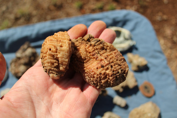FUND RAISER - Beautiful Collection Of Fossils - Some Over 400 Million Years Old - Spectacular Display Pieces!