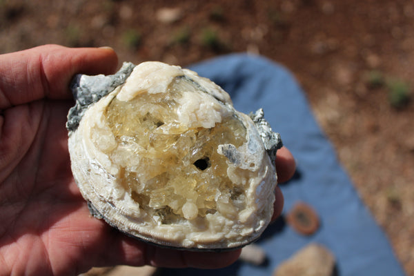FUND RAISER - Beautiful Collection Of Fossils - Some Over 400 Million Years Old - Spectacular Display Pieces!